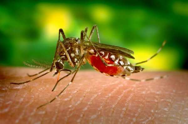 малярия, малярия лечение, возбудитель малярии, диагностика малярии