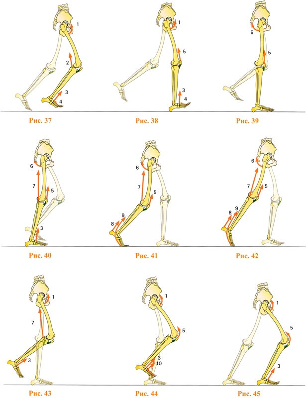 Схема ходьбы человека