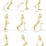 Мышцы ног, участвующие в ходьбе