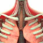 Применение ЛФК для тренировок дыхательной мускулатуры